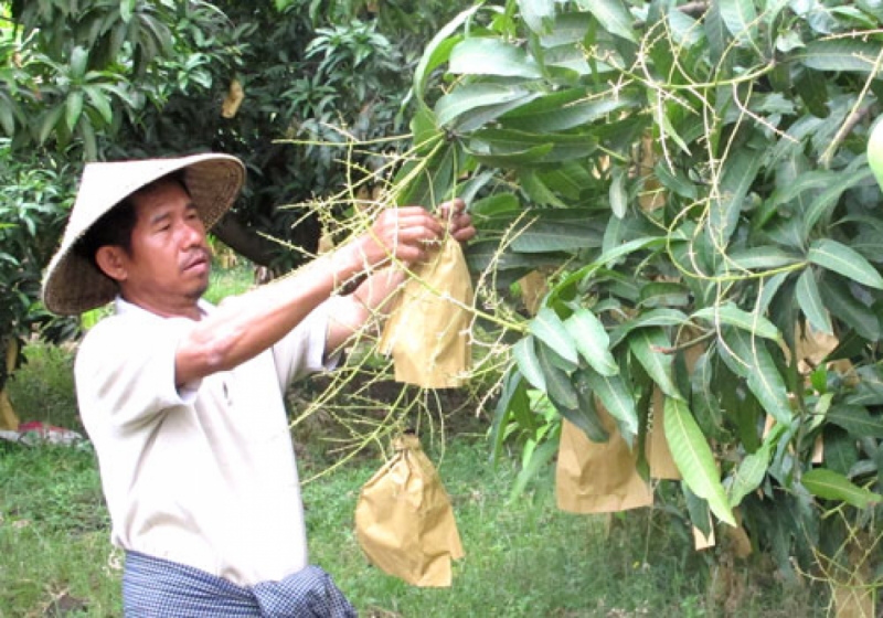 It’s mango season. Photo: Than Naing Soe / The Myanmar Times