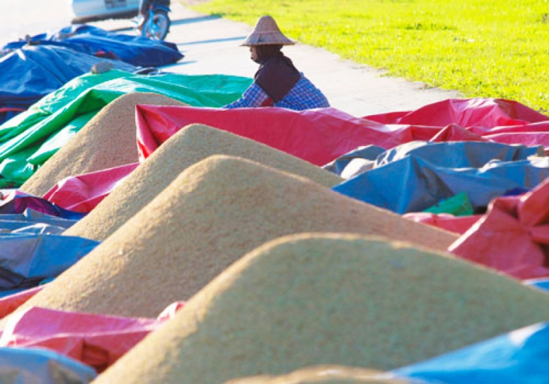 Farmers dry rice in the sun after the harvest in Nay Pyi Taw in 2016. Photo: AFP