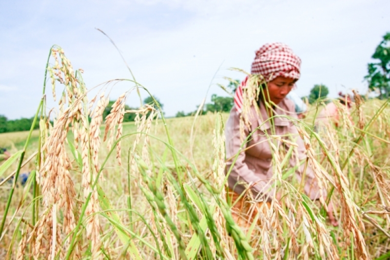 The total area planted with rice in Cambodia reached 2.54 million hectares at the start of planting season. KT/Chor Sokunthea (grabbed from The Khmer Times website)