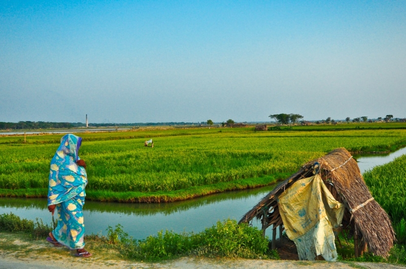 OPTIMIZING WATER use in rice farming aims to reduce the irrigation cost and increase the profits of farmers. (Photo by Isagani Serrano, IRRI)