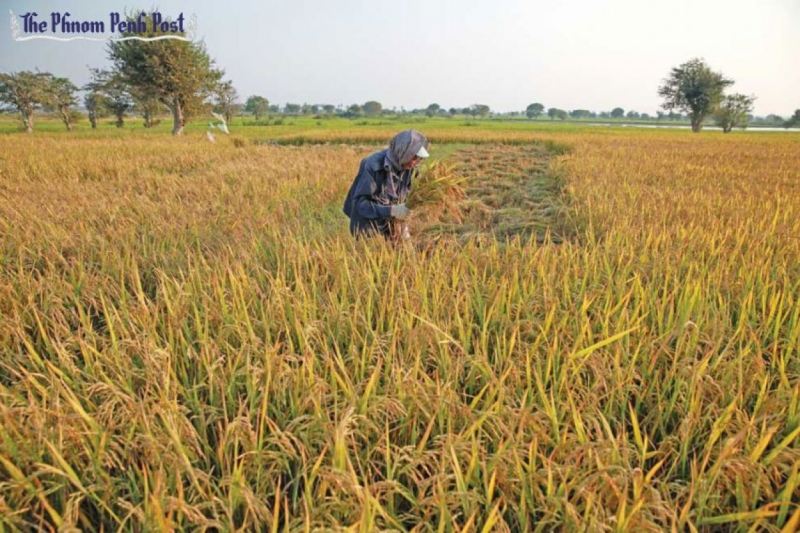 A farmer harvests his rice crop at a paddy in Phnom Penh’s Russey Keo district last year. Photo by Vireak Mai (The Phnom Penh Post)