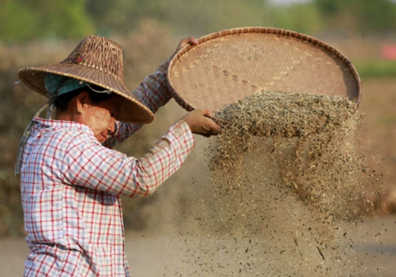 A woman sifts to collect black matpe bean in a field outside Nay Pyi Taw in March, 2015. Photo: EPA