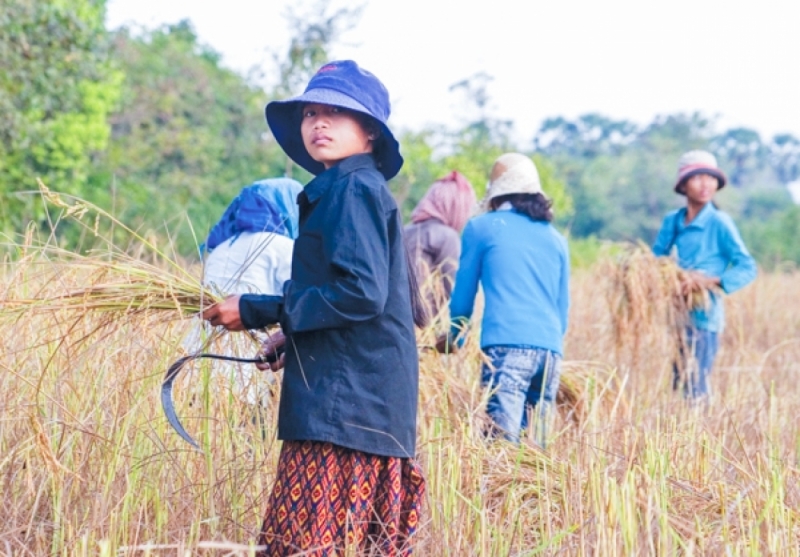 Rice millers and exporters have run short of capital to buy harvested rice from farmers. Photo from Khmer Times.