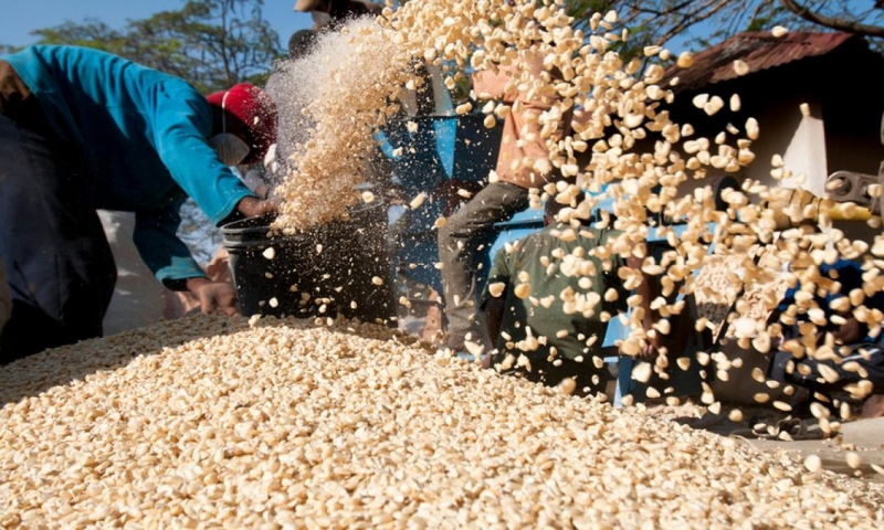 Up to 50 million people across east and southern Africa are at risk of hunger. Photograph: Cheryl-Samantha Owen/NPL/Alamy